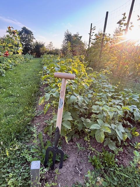 De Wit spitvork aan het werk in de moestuin, bij avondlicht.